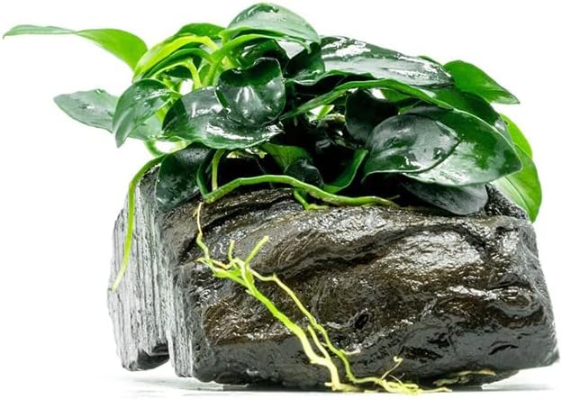 Live Aquarium Plants on Driftwood, Lava Rock, Moss Mat - Freshwater Fish Tank Plants (Anubias Nana Petite, Driftwood (Small))