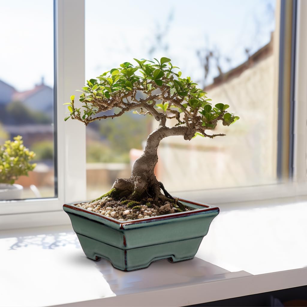 Ceramic Bonsai Pots with Drainage Hole Set of 2, Green Glazed Bonsai Planters for Indoor/Outdoor Use, Rectangular Shallow Bonzai Tree Pot for Succulent, Orchids, Cacti, Home, Patio, Garden, 6.3"x4.9"