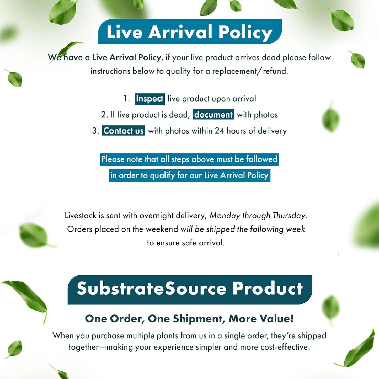 Alternanthera Bettzickiana - Decorative Live Aquatic Plant for Terrariums and Paludariums - (Bettzickiana, 1 Bunch)