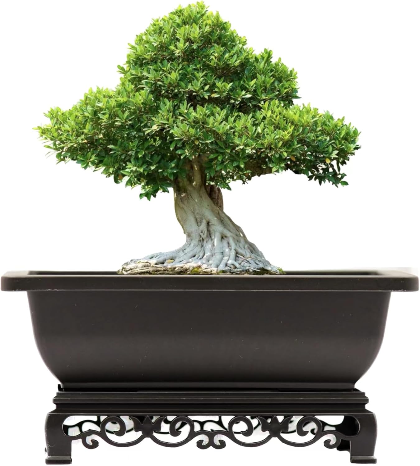 Bonsai Pots 7.5 Inch Antique Brown Bonsai Training Pots with Elegant Stand 2-Pack with Mesh Drainage Luxurious Indoor Recycled Plastic Planters