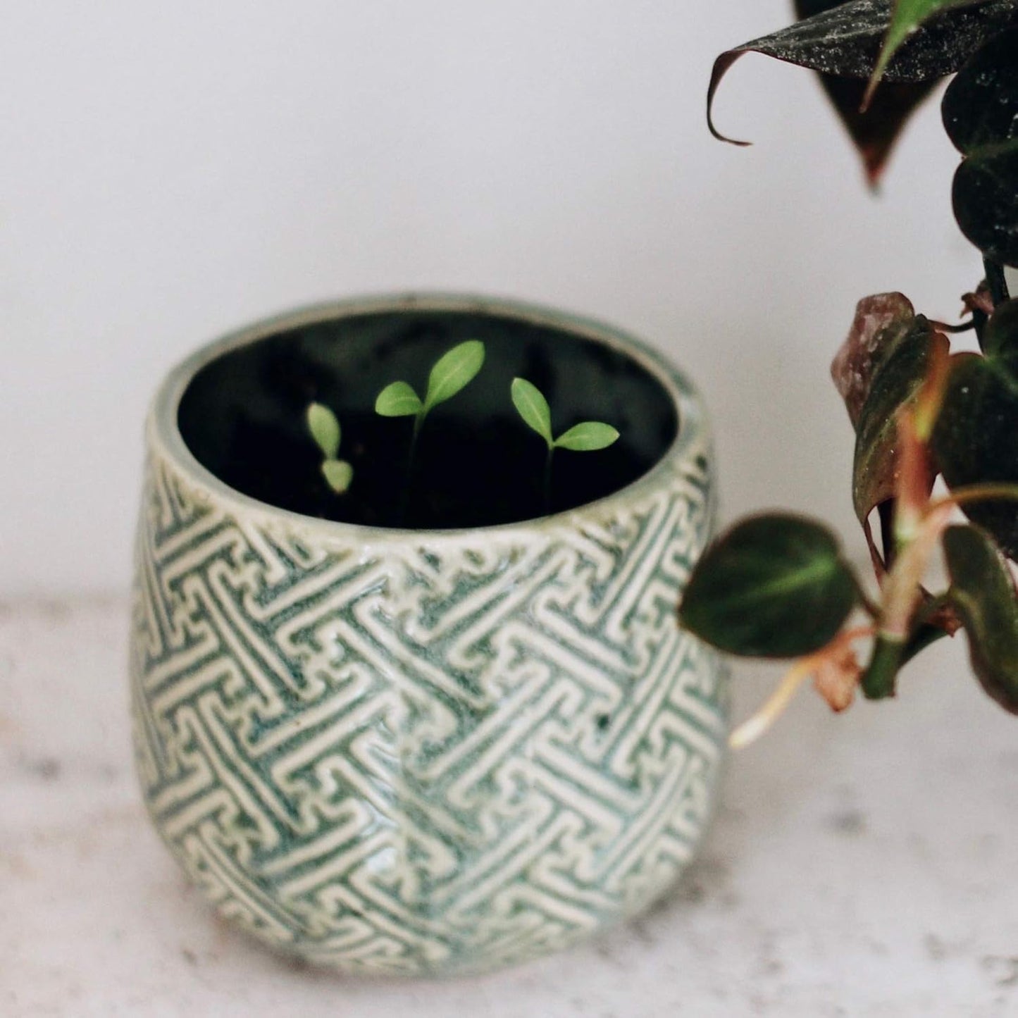 The Growing Candle, Wild Flower Scented, 10oz Ceramic Pot, Single Wick Aromatherapy Candles, 100% Soy for Women and Men, Ida