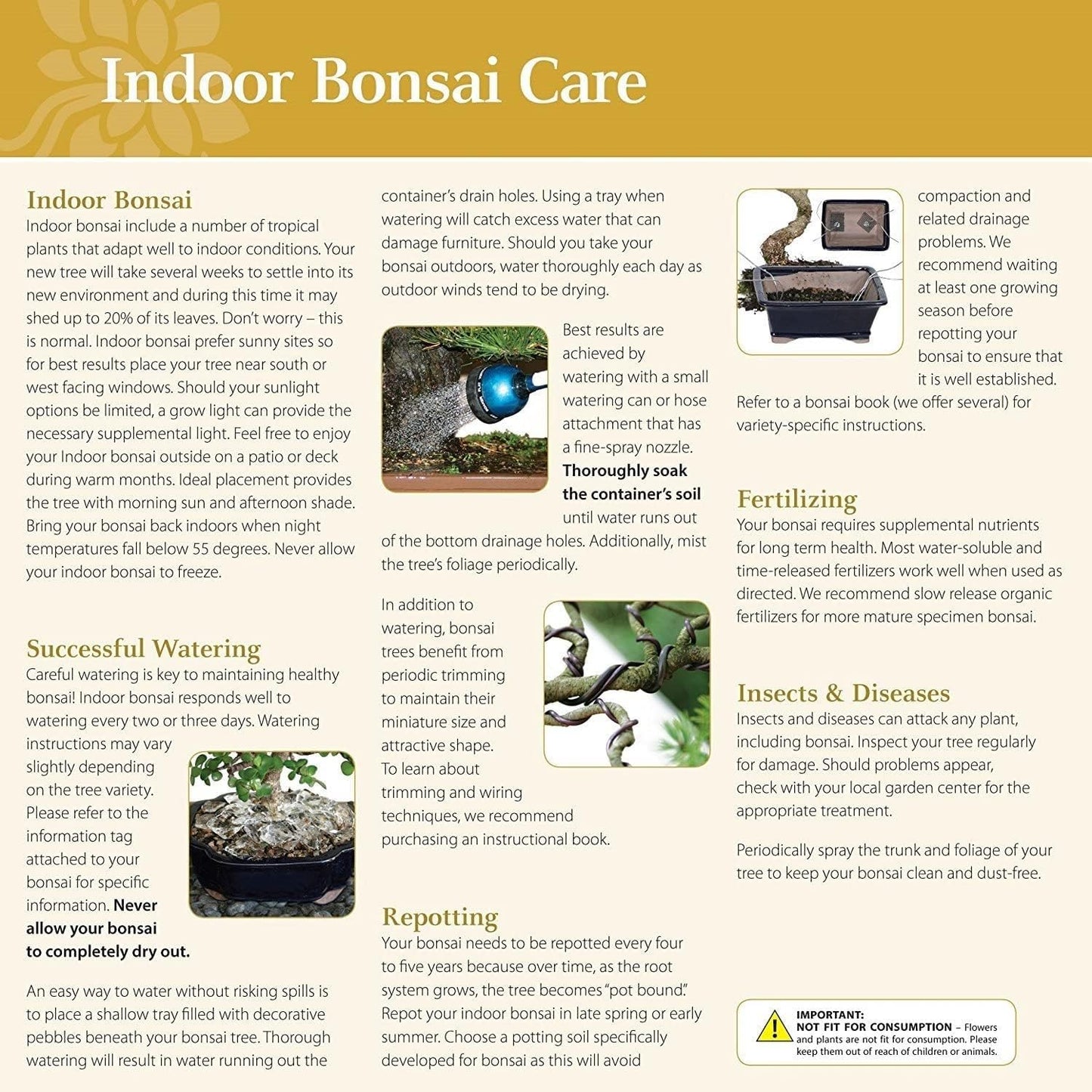 Brussel's Bonsai Live Golden Gate Ficus Indoor Bonsai Tree - Medium, 7 Years, 8 to 16 In - Live Bonsai Tree in Ceramic Bonsai Pot and Humidity Tray