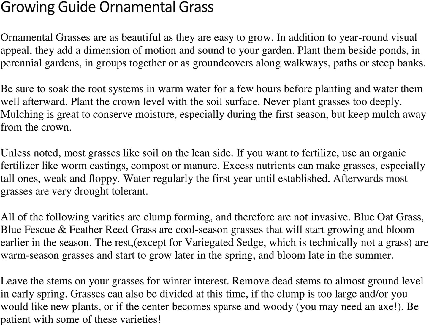 3 Hamlen Grass in 4 Inch Containers/Dwarf Fountain Grass (3 Pots of Plants) Ships from Rock Island, Tennessee. Grown here on Our own Farm.