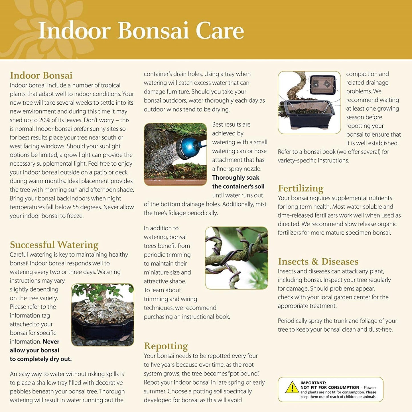 Brussel's Bonsai Live Golden Gate Ficus Grove Indoor Bonsai Tree-7 Years Old 10" to 14" Tall with Decorative Container, Medium