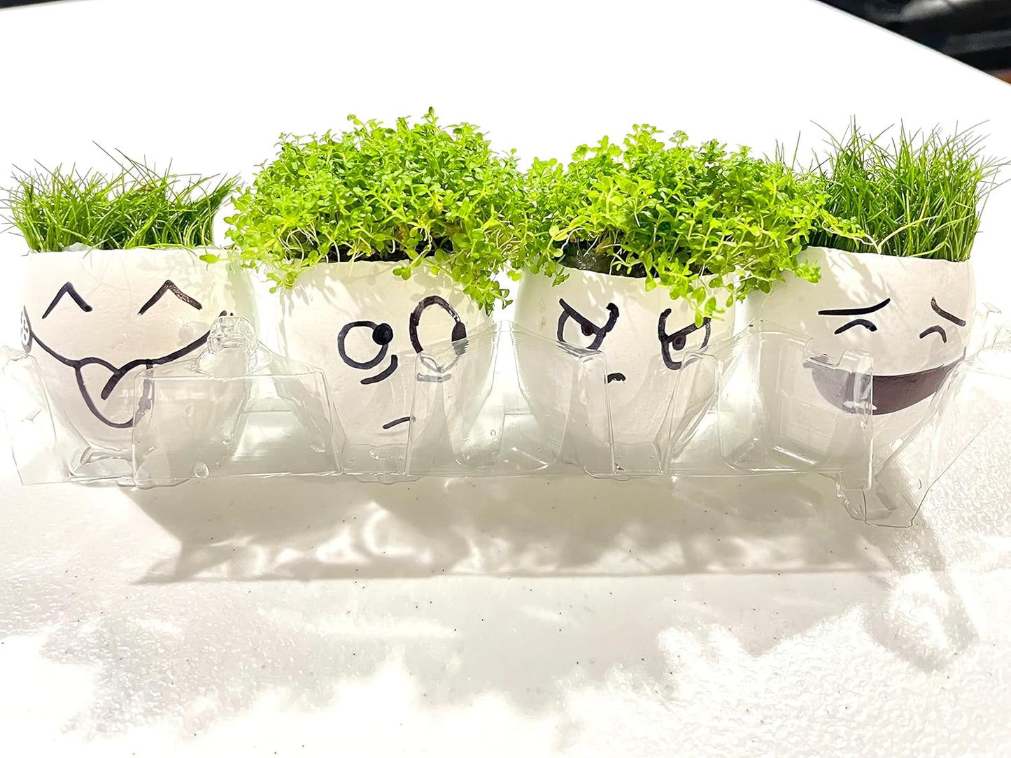 Dwarf Baby Tears Hemianthus Callitrichoides HC Live Aquarium Plants Freshwater Fish Tank