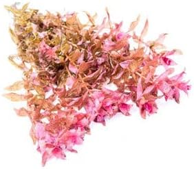 Live Aquarium Red Stem Plants - Freshwater Aquatic Plant for Fish Tanks, Aquascaping - (Rotala Macrandra, 1 Bunch)
