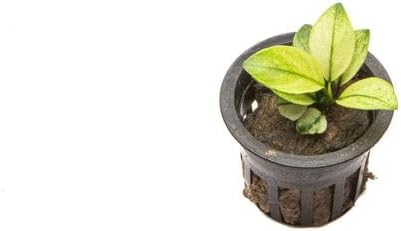 Anubias Barteri White Broadleaf Rare Live Aquarium Plants - Freshwater Fish Tank Decorations