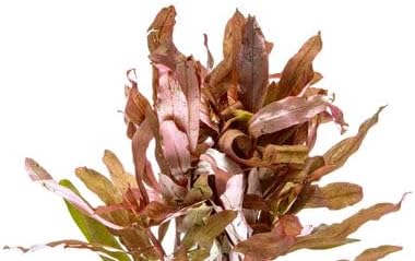 Hydrocotyle leucocephala Brazilian Pennywort Live Aquatic Aquarium Plant