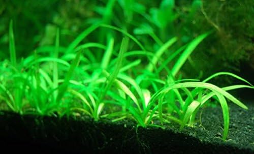 8 x Dwarf Sagittaria Subulata - Easy Live Aquarium Plants Java Moss Fern
