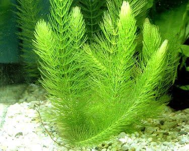 6 Species Aquarium Plants Package - Java Fern (Microsorum), Anubias (Anubias Barteri), Hornwort (Ceratophyllum demersum), Swords (Echinodorus), Moneywort (Bacopa), Cryptocoryne Green (Cryptocoryne)