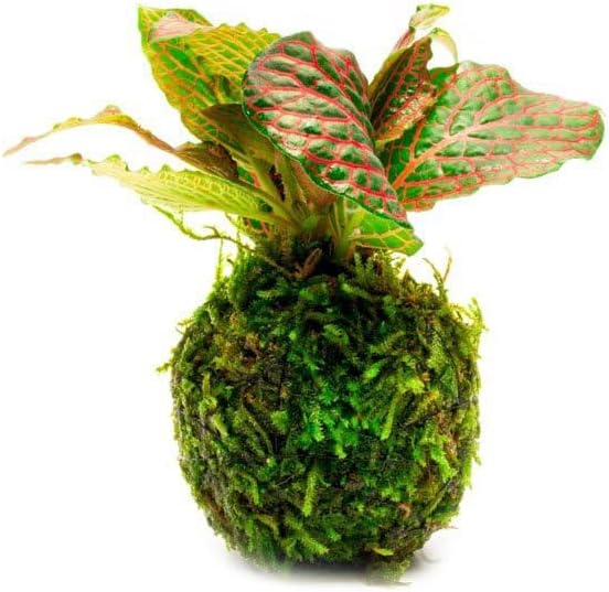 Live Aquarium Plants on Driftwood, Lava Rock, Moss, Fiber Mat - Freshwater Fish Tanks - Easy, Beginner Friendly (Fittonia Albivenis On Clay Moss Ball)