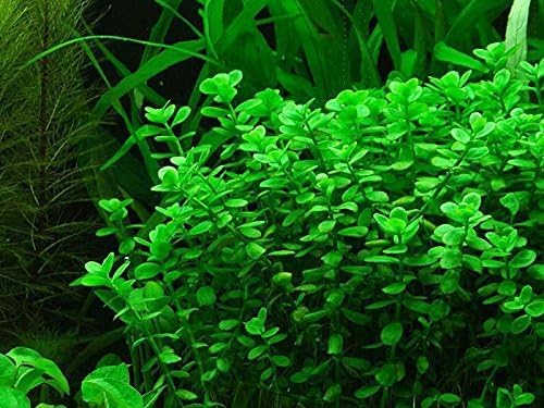 Potted Live Aquarium Plants | Freshwater Aquatic Plants for Aquariums (Moneywort, 3 Pack)