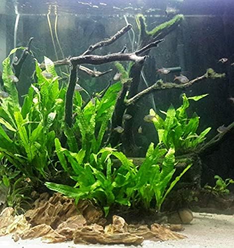 Mainam Java Fern on Driftwood (5-6 Inch) | Microsorum Pteropus Freshwater Easy Low Light Live Aquarium Plant Decorations 3 Days Guarantee