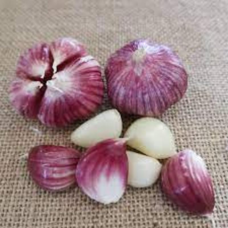 1 Pound Garlic for Planting in Fall Hardneck, 8 Chesnok Red Garlic Bulbs for Planting, Fresh and High Yield Bulb Variety Pack, Hardy and Fast Growing