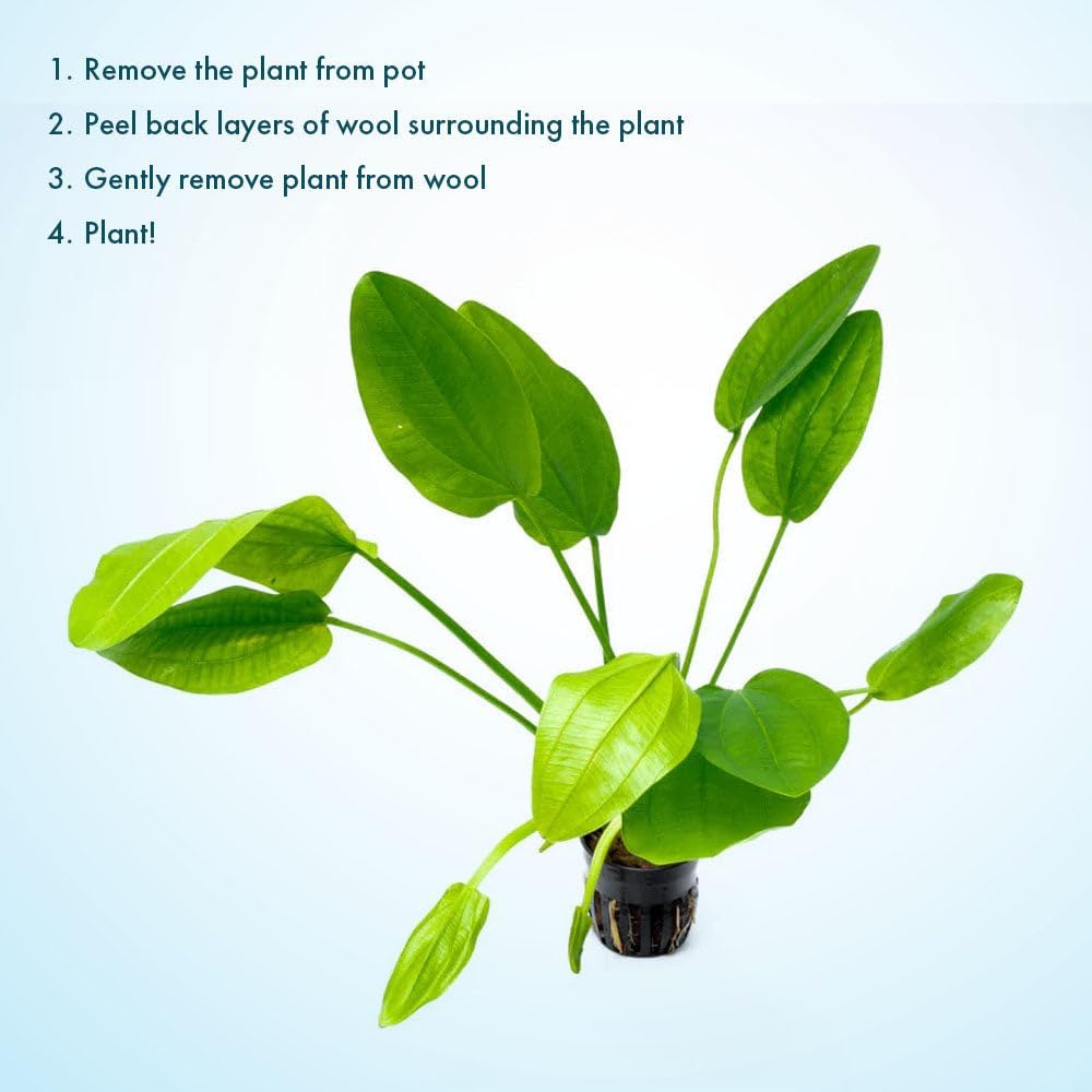 Live Plants - Argentine Sword (Echinodorus ascherianus) - Low to Medium Light, Bright Green Accent for Background Freshwater Aquarium Aquascaping - Pot