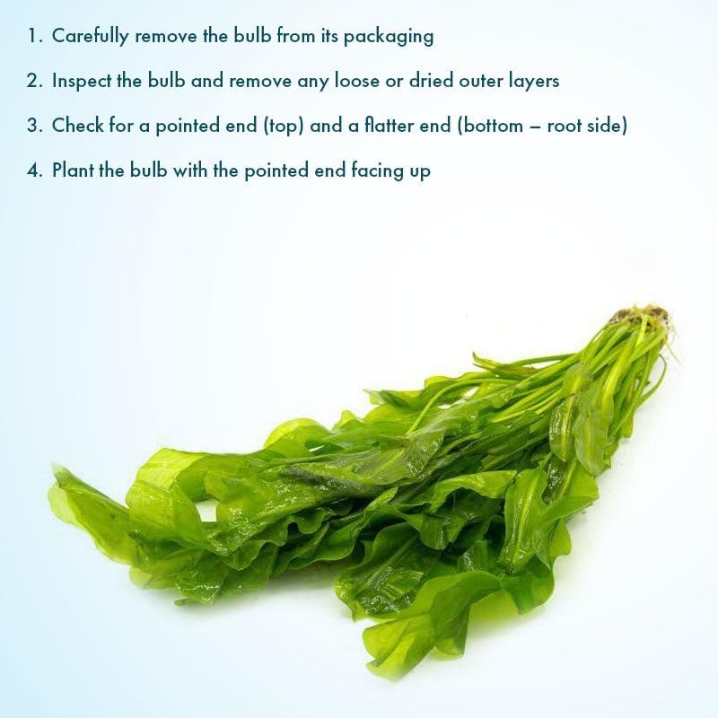 Live Plants – Aponogeton Ulvaceus (Aponogeton ulvaceus) – Medium to High Light, Bright Green Color Accent, Midground to Background Placement, Wavy Leaf – Bulb/Bunch, 1 Pack