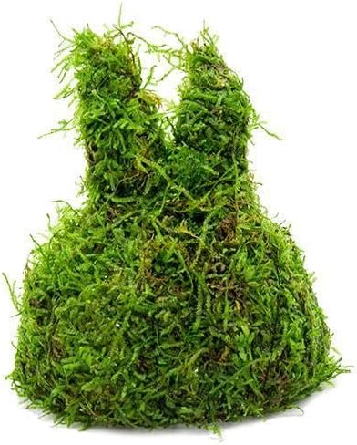 Live Aquarium Plants on Driftwood, Lava Rock, Moss, Fiber Mat - Freshwater Fish Tanks - Easy, Beginner Friendly (Christmas Moss on Coconut Rabbit)