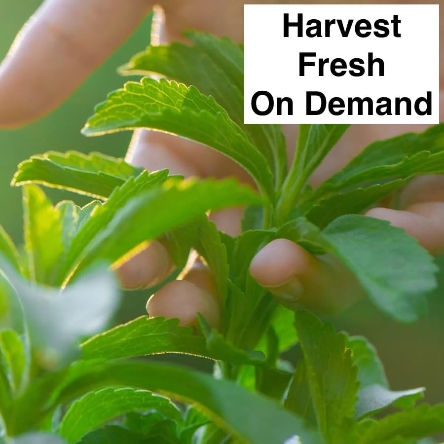 Live Stevia rebaudiana Plants, Sweet Leaf or Sugar Leaf, Natural Sugar Substitute Herb, Easy to Grow (2 stevia Cups)