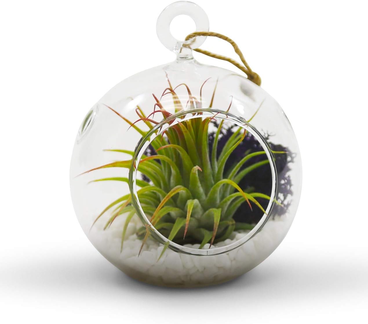 WGV Hanging Terrarium Globe, Width 3", Height 4", DIY Air Succulent Planter, Clear Glass Vase Orb with Flat Bottom, Candle Holder for Windowsill Outdoor Garden Decor, 3 Pieces Bulk