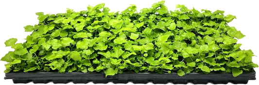 Japanese Holly Fern - 30 Live Plants - Cyrtomium Falcatum Rochfordianum