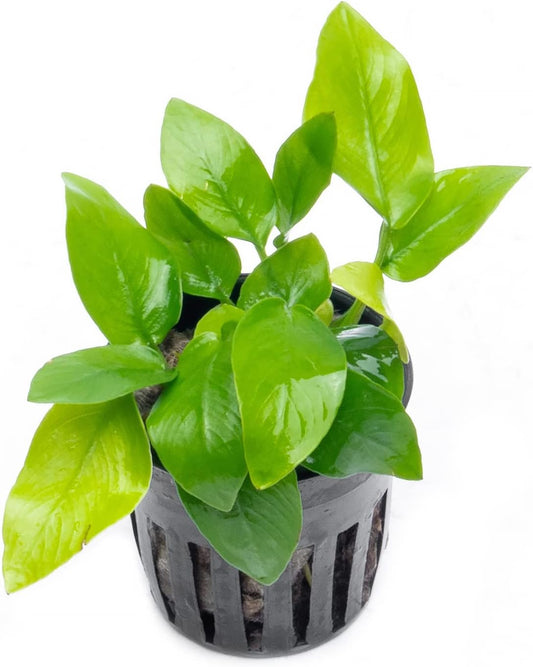 Anubias Live Aquarium Plants - Potted Freshwater Plant for Fish Tanks, Terrariums - Beginner Friendly Low Light (Nana Golden, 1 Pot)