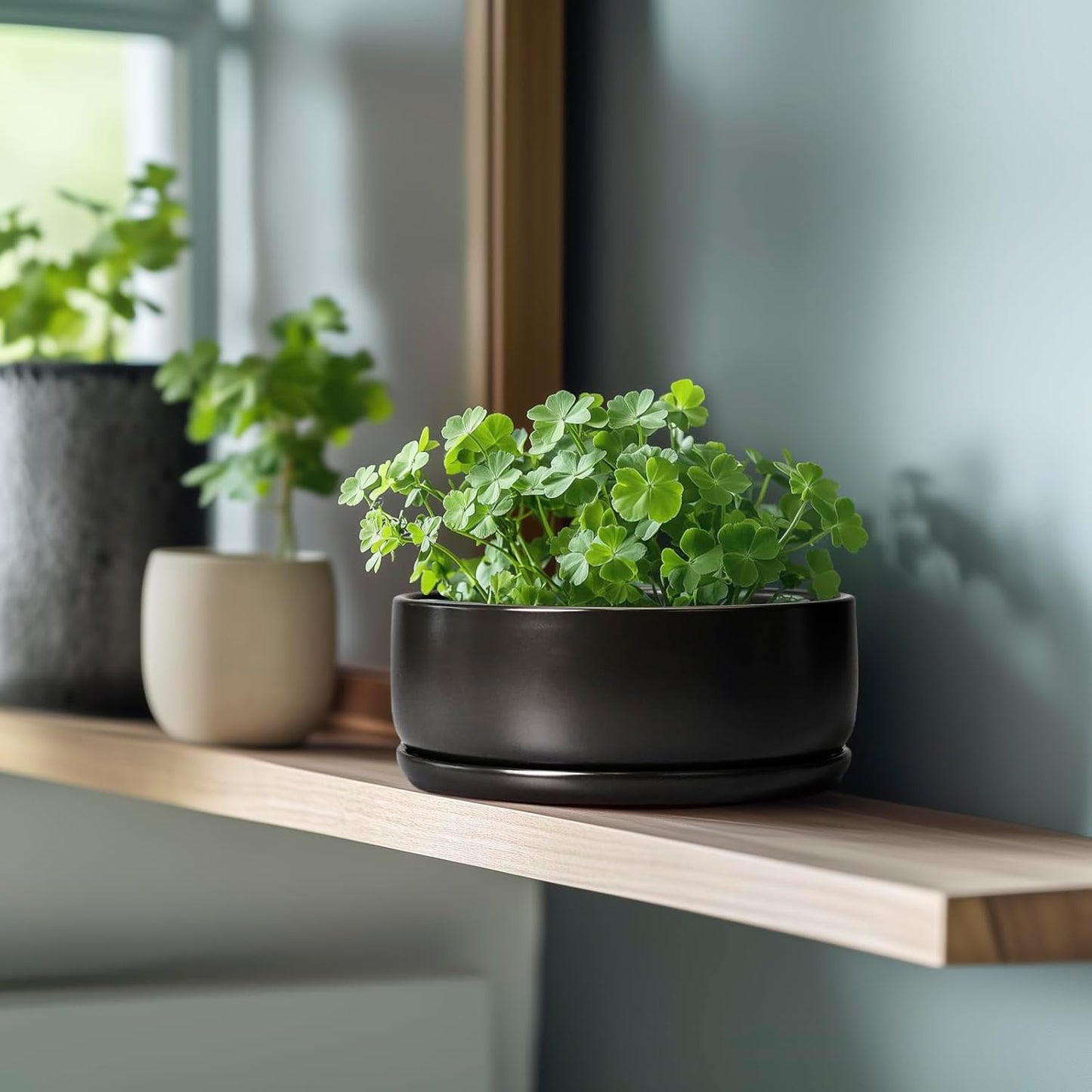 SQOWL Bonsai Pots - 8 Inch Ceramic Plant Pots for Succulents, Round Indoor Planter with Drainage Hole and Saucer, Shallow Modern Planter Bowl, Room Decor, Black