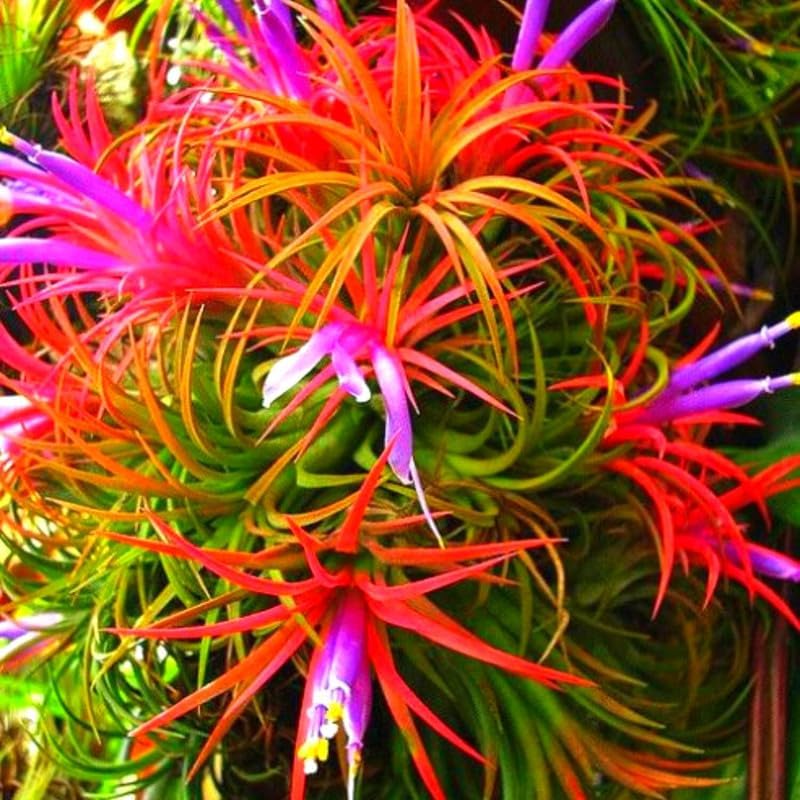 12 Air Plants, Tillandsia Air Plants Live Houseplants for Garden, Red Lonantha Tillandsia Plant