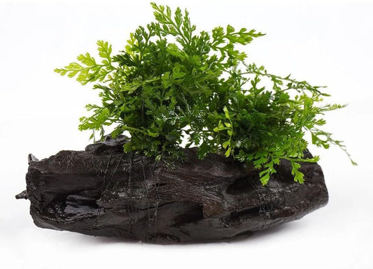 Live Planted Decor - Mini Bolbitis on Driftwood - Foreground to Midground Epiphytic Fern for Aquascaping, Aquarium Decor - Medium