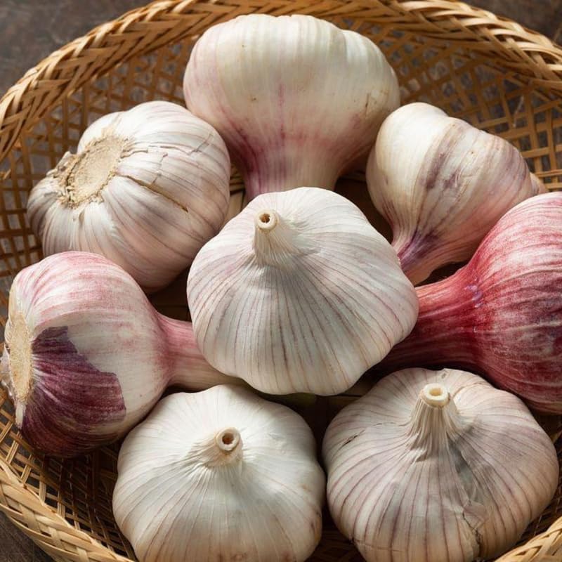 1 Pound Garlic for Planting in Fall Hardneck, 8 Large Garlic Bulbs for Planting, Fresh and High Yield Bulb Variety Pack, Hardy and Fast Growing