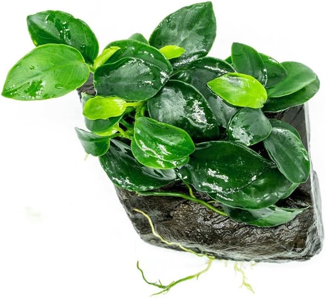Live Aquarium Plants on Driftwood, Lava Rock, Moss Mat - Freshwater Fish Tank Plants (Anubias Nana Petite, Driftwood (Small))