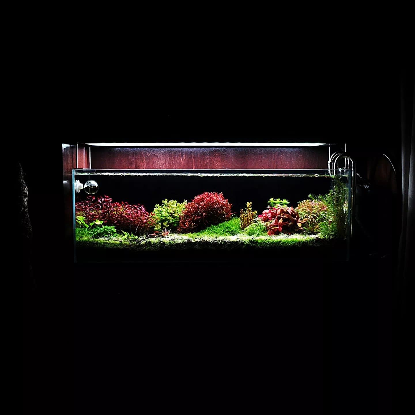 Live Aquarium Red Stem Plants - Freshwater Aquatic Plant for Fish Tanks, Aquascaping - (Rotala Wallichii, 4 Bunches)