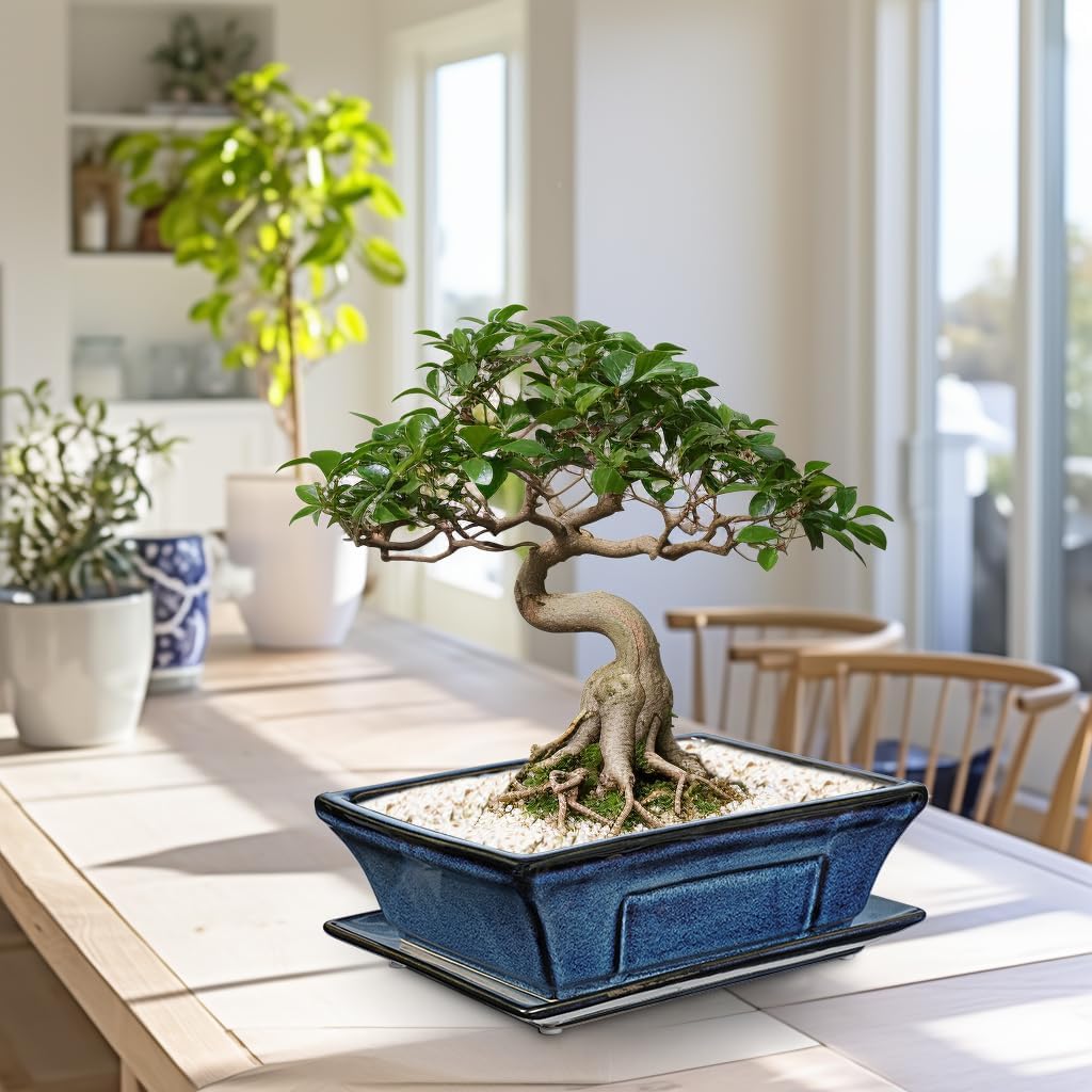 Large Ceramic Bonsai Pots with Drainage Trays Set of 2, 10" Blue Glazed Bonsai Planters for Indoor/Outdoor Use, Rectangular Shallow Bonzai Tree Pot for Succulent, Orchids, Cacti, Home, Patio, Garden