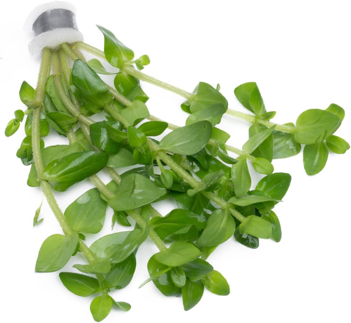 Live Aquarium Red Stem Plants - Freshwater Aquatic Plant for Fish Tanks, Aquascaping - (Lemon Bacopa Caroliniana, 4 Bunches)