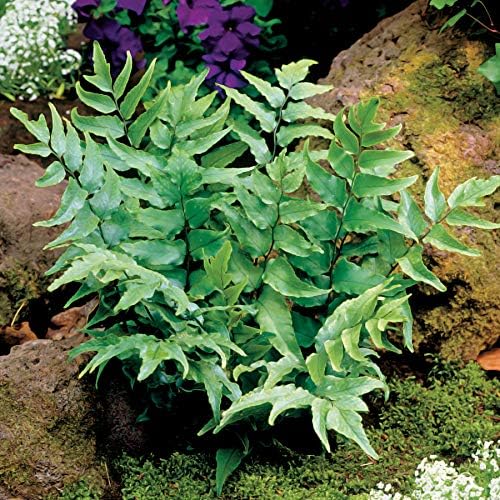 Japanese Holly Fern - 30 Live Plants - Cyrtomium Falcatum Rochfordianum