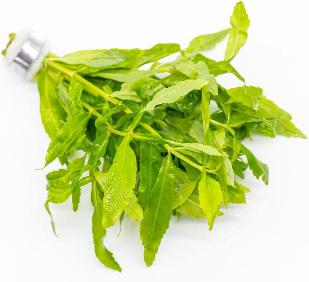 Live Plants - Japanese Cress (Cardamine lyrata) - Medium to High Light, Bright Green Accent for Midground to Background Freshwater Aquarium Aquascaping - Pot