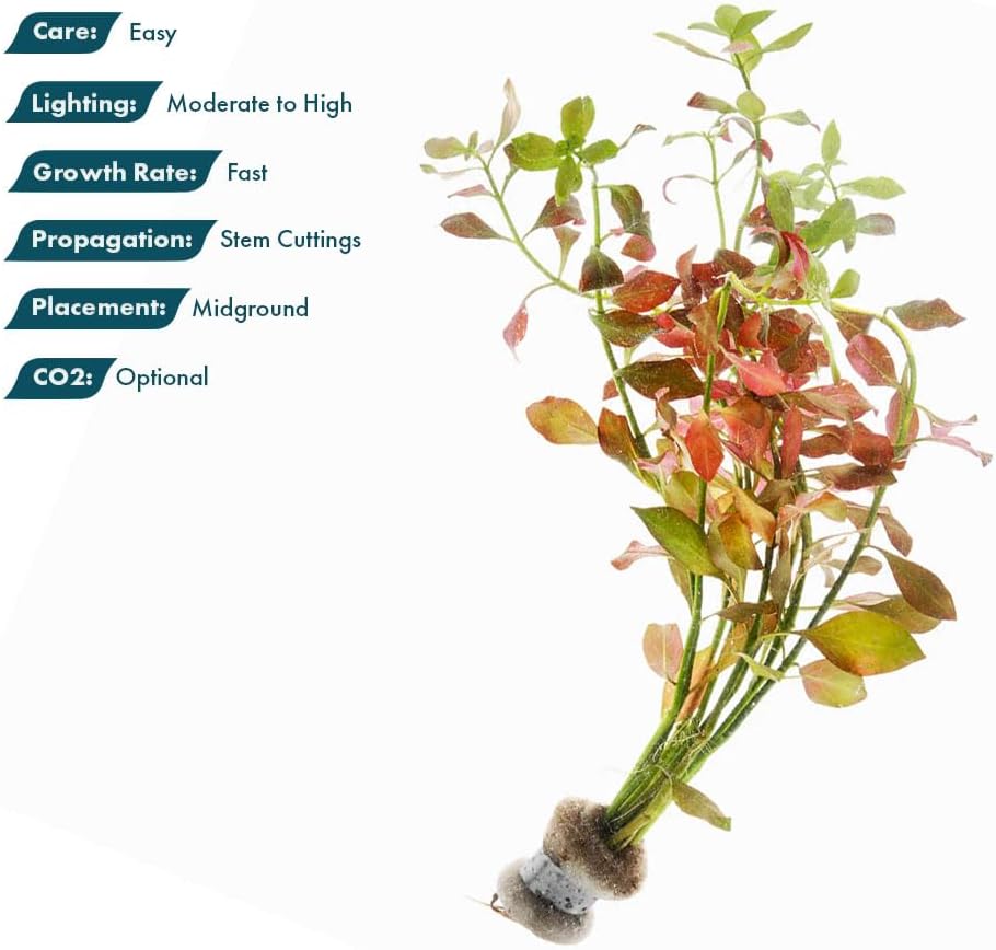 Live Plant - Ludwigia Ovalis - Easy Care, Moderate to High Light, Green to Orange Accent, Freshwater Aquatic Plant for Aquascaping - Lead Bunch