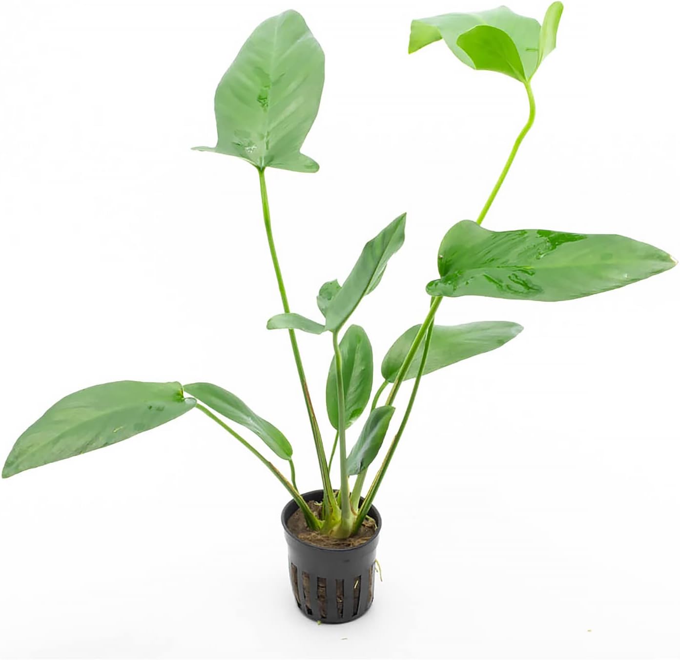 Anubias Live Aquarium Plants - Potted Freshwater Plant for Fish Tanks, Terrariums - Beginner Friendly Low Light (Hastifolia, 1 Pot)