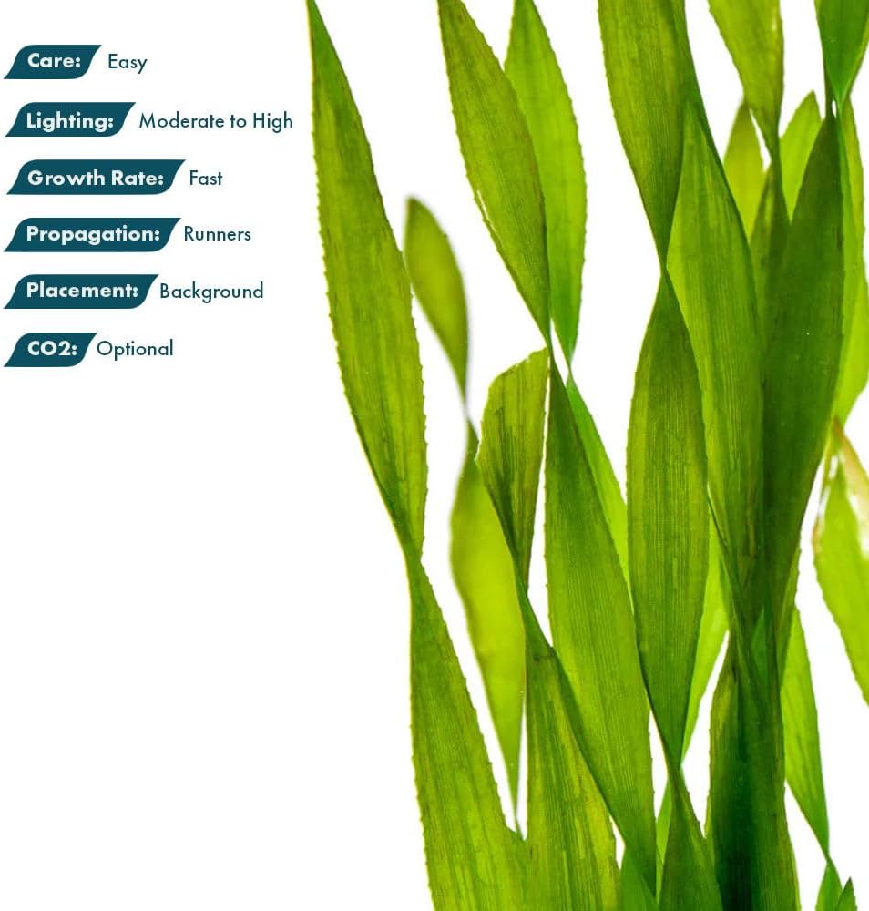 Live Plant - Tall Grass, Corkscrew Vallisneria (Vallisneria Americana 'Contortionist') - Moderate to High Light, Bright Green, Background - Lead Bunch, 4 Pack