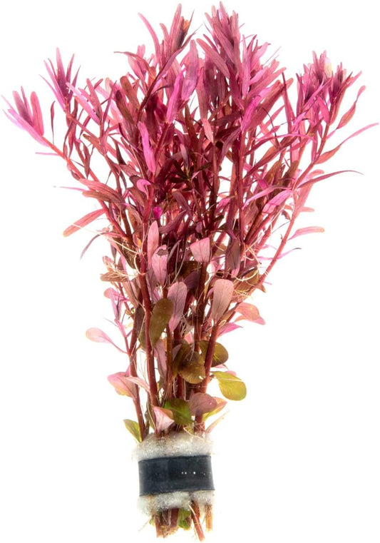Live Aquarium Stem Plants - Freshwater Aquatic Plant for Fish Tanks, Aquascaping - (Rotala Narrow Leaf Sp. Red, 1 Bunch)