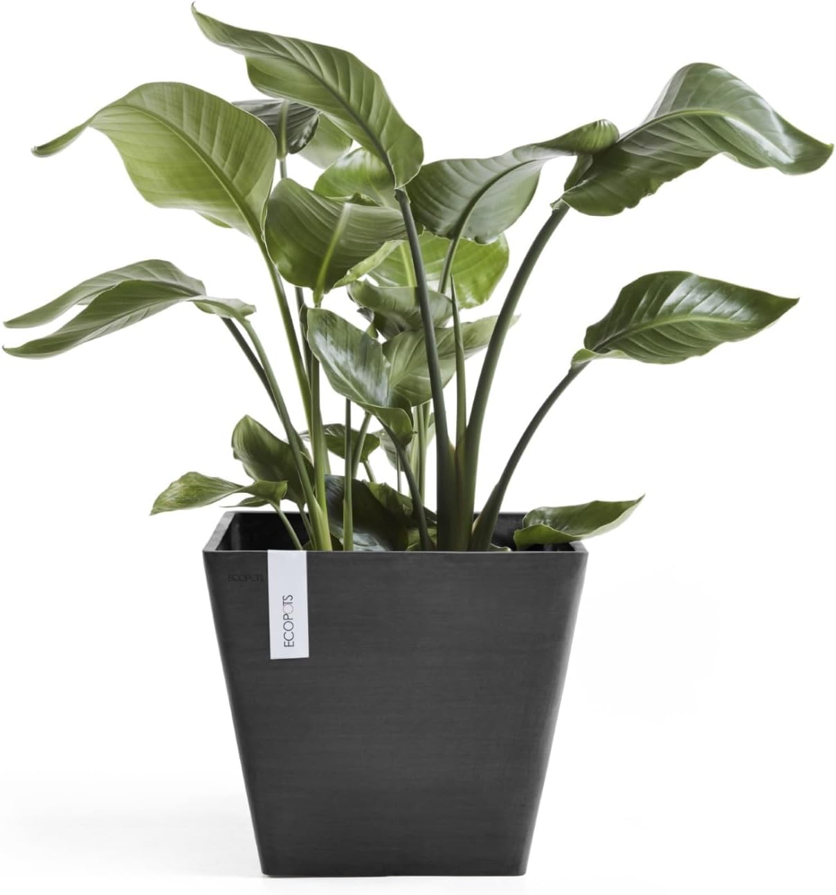 Ecopots Rotterdam Durable Modern Square Indoor/Outdoor Recycled-Based Composite Flower Planter, Dark Grey, 12"