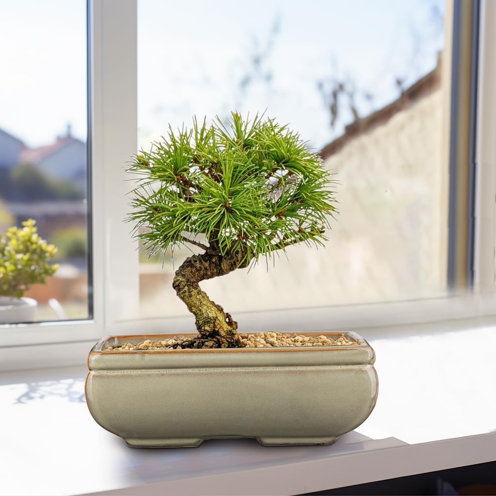 Ceramic Bonsai Pots with Drainage Hole, Set of 2 Rectangular Glazed Bonsai Planters for Indoor/Outdoor Use, Shallow Brown Bonzai Tree Pots for Succulent, Orchids, Cacti, Home, Patio, Garden, 8.7"x5.9"