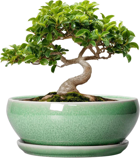 SQOWL Bonsai Planter - 8 Inch Ceramic Succulent Planters for Indoor Plants Outdoor, Shallow Round Planter with Drainage Hole and Saucer, Ceramic Bowl Planters, Home Decor, Birthday Gifts, Green