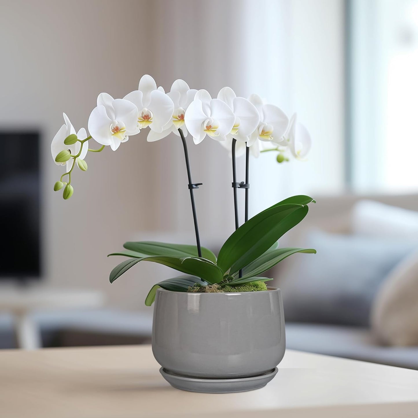 G EPGardening Ceramic Pot for Plants - Modern 6 Inch Round Planter Indoor with Drainage and Tray for Indoor Outdoor Flower, Patio Decor, Teacher Gifts, Grey