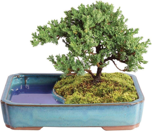 Brussel's Bonsai Live Green Mound Juniper Bonsai Tree - Medium, 5 Year, 6 to 10 Inches - Outdoor Bonsai Tree Live with Water Bonsai Pot (Not Sold in California)