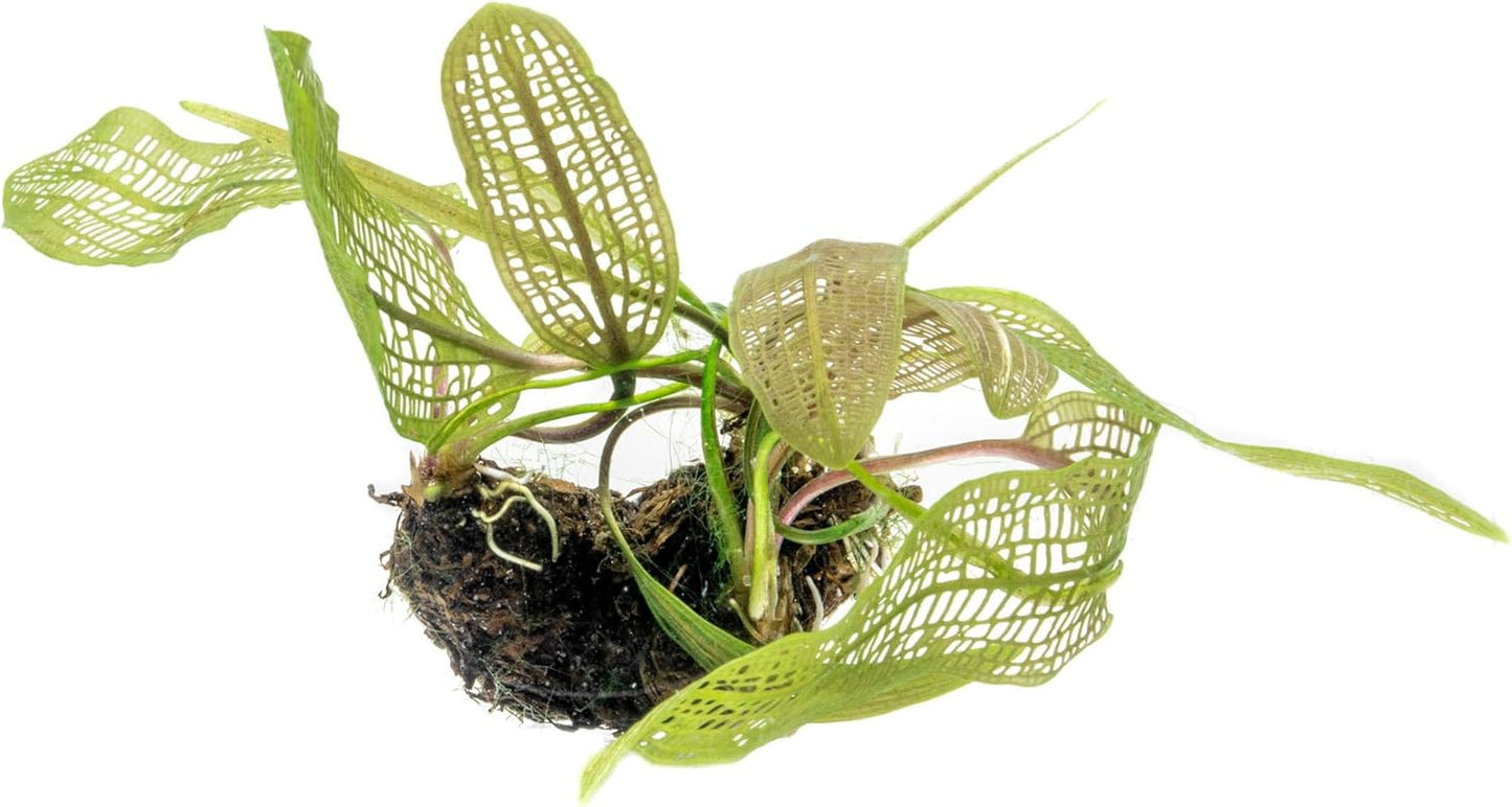 Live Plants – Madagascar Lace Plant (Aponogeton madagascariensis) – Medium to High Light, Light to Dark Green Color, Midground to Background, Lace Leaf - Bulb/Bunch, 1 Pack