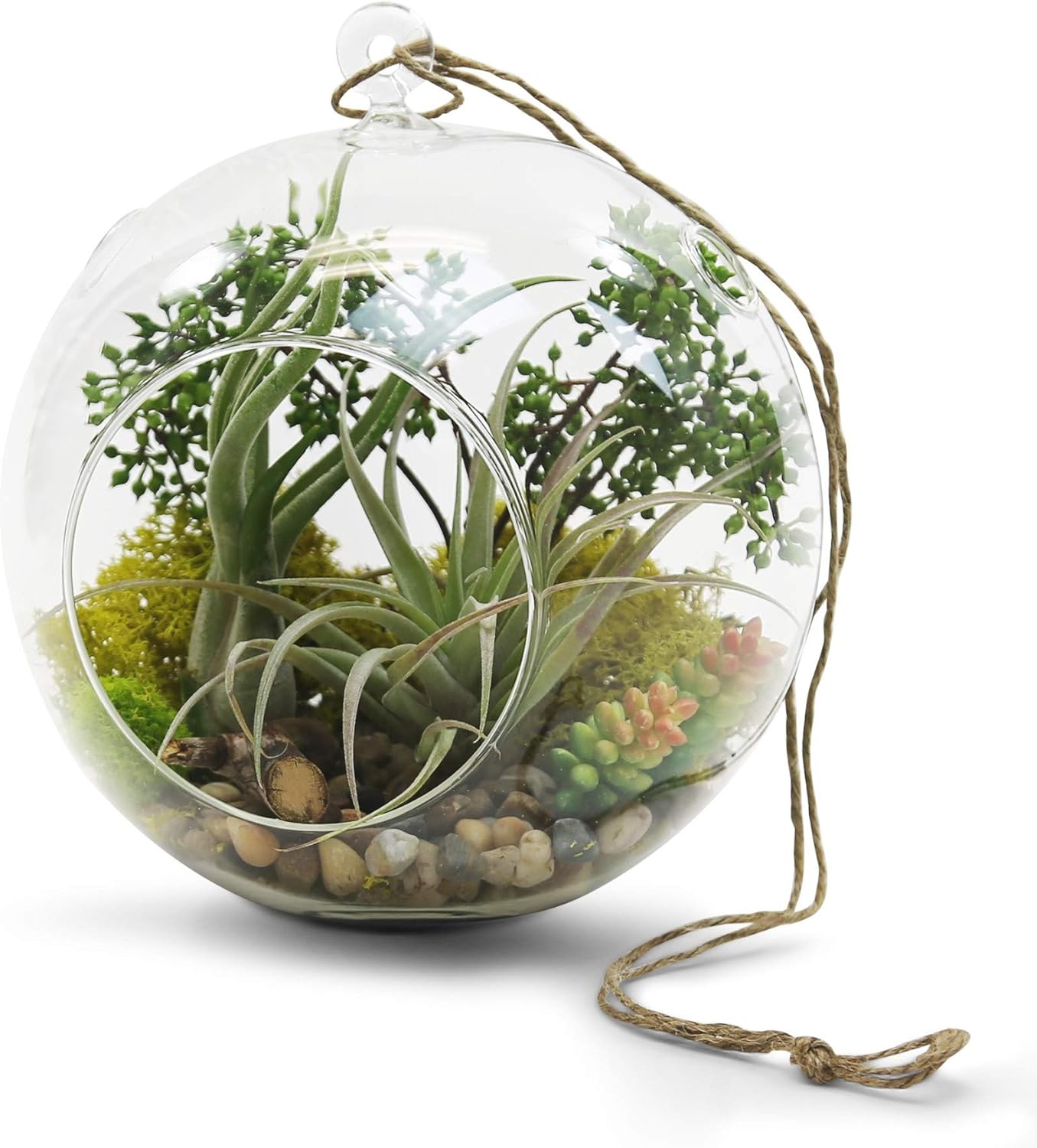 WGV Hanging Terrarium Globe, Width 8", Height 9", DIY Air Succulent Planter, Clear Glass Vase Orb with Flat Bottom, Candle Holder for Windowsill Outdoor Garden Decor, 6 Pieces Bulk