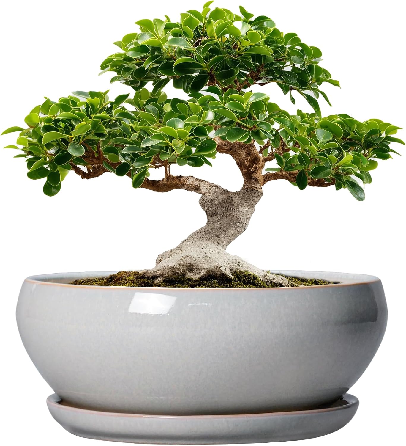 SQOWL 12 Inch Bonsai Pots - Large Ceramic Succulent Pots with Drainage Hole and Saucer, Shallow Planter for Indoor Outdoor Plants Flowers, Round Planter Bowl, Garden Decor, Gifts for Women, Gray