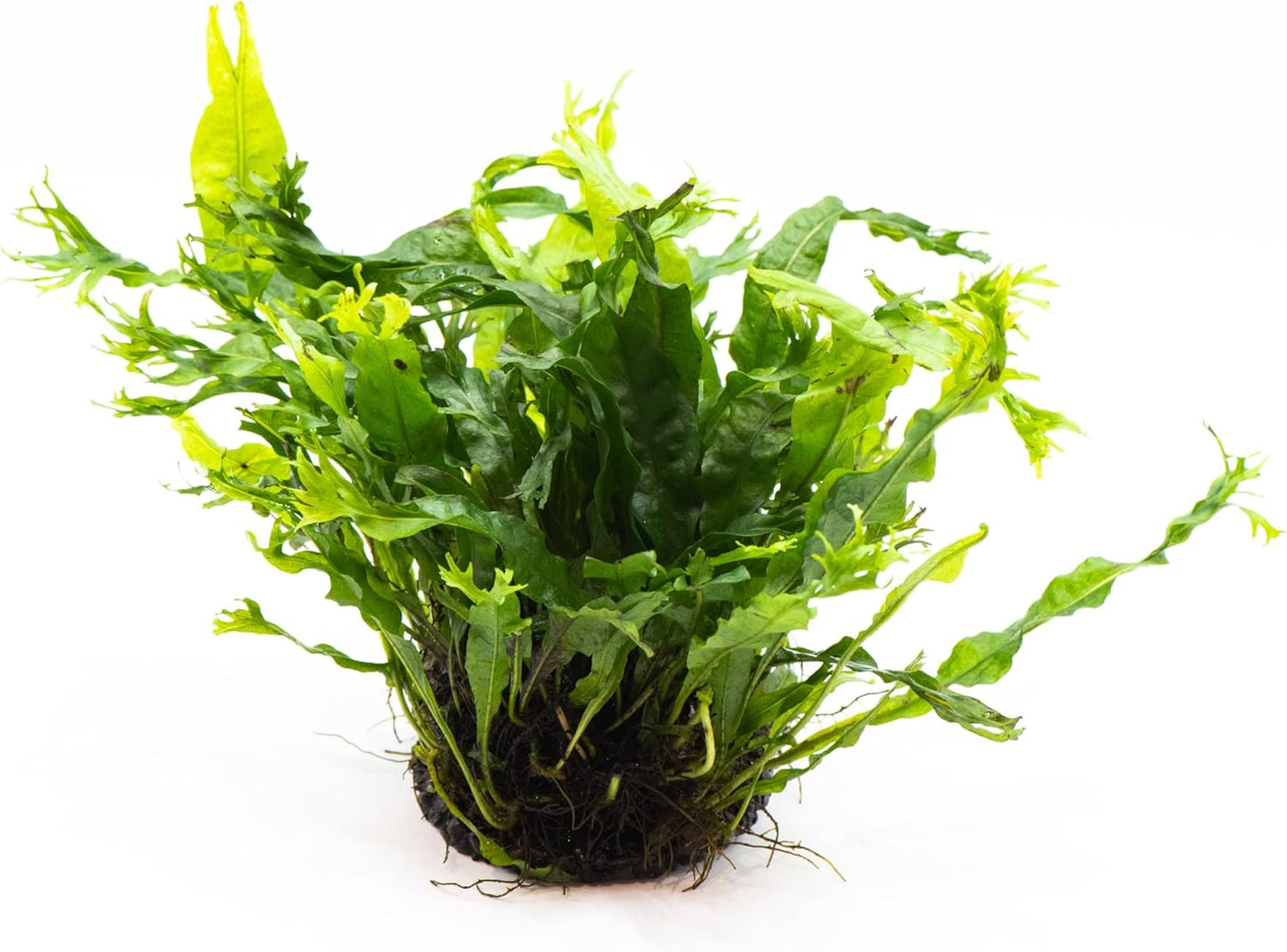 Java Fern Live Aquarium Plants – Windelov, Narrow Leaf & More– Easy Aquascaping Plants for Freshwater Tanks, Low Light, No CO₂ (Java Fern Windelov on Nutripad)