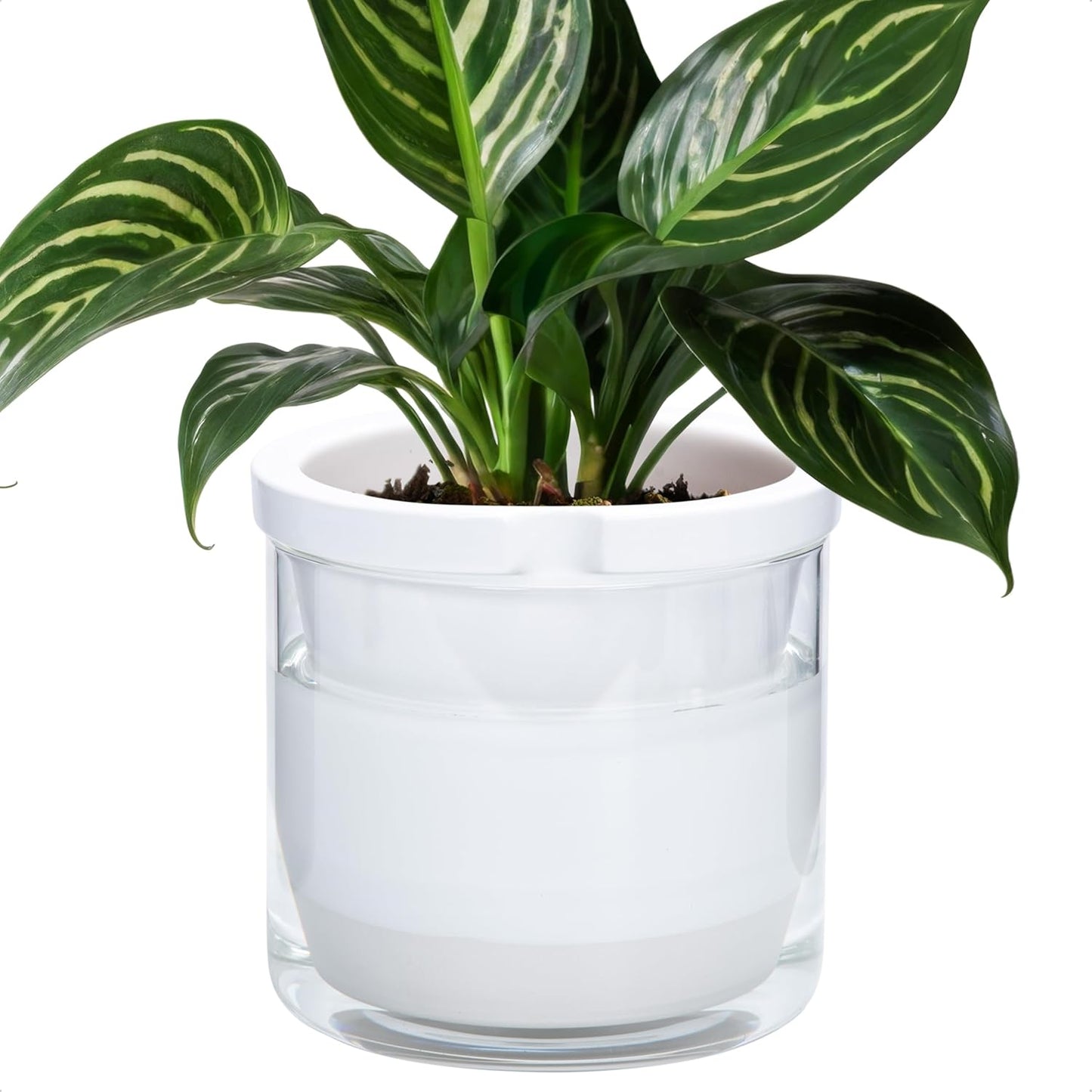 D'vine Dev 8 Inch Design Self Watering Planter for Indoor Plants, White Terracotta Pots with Cylinder Glass Cup, 37-X-C-2