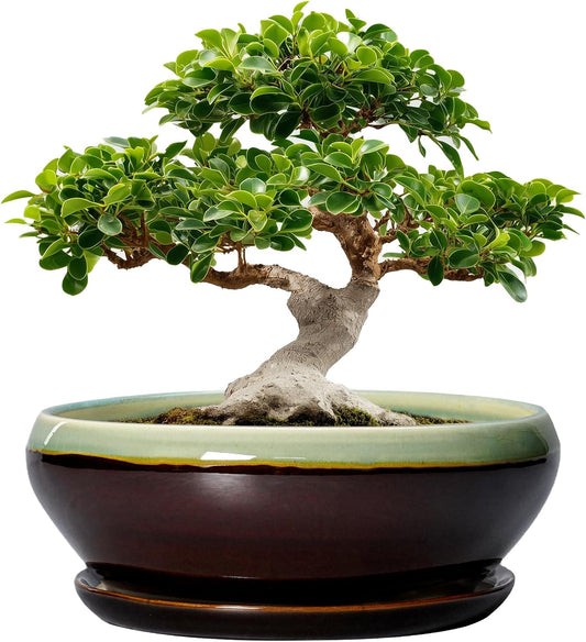 SQOWL Bonsai Pots 12 Inch - Large Ceramic Pots for Succulents with Drainage Hole and Saucer, Shallow Planter for Indoor Plants Outdoor, Round Planter Bowl, Office Decor, Gifts for Women, Green-Brown